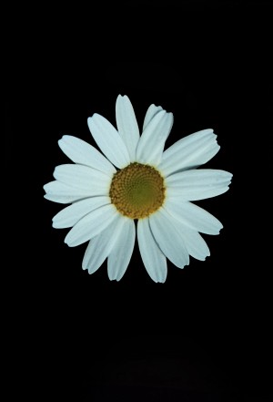 White Shasta Daisy On A Black Background